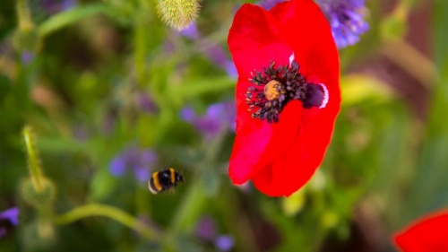 Arcoona Manor image 12